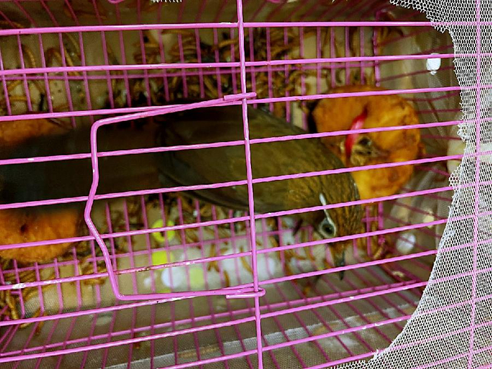 原来是国家二级重点保护野生动物画眉鸟|快递|民警_新浪新闻