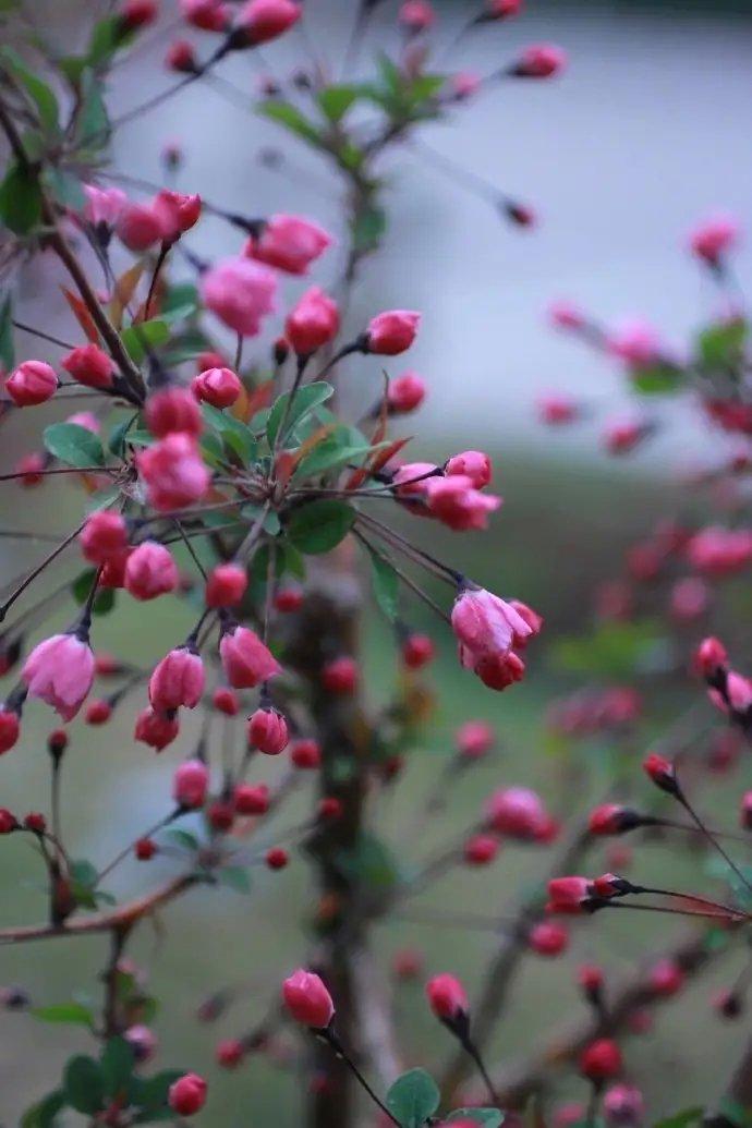 迟迟春日弄轻柔,花径暗香流.