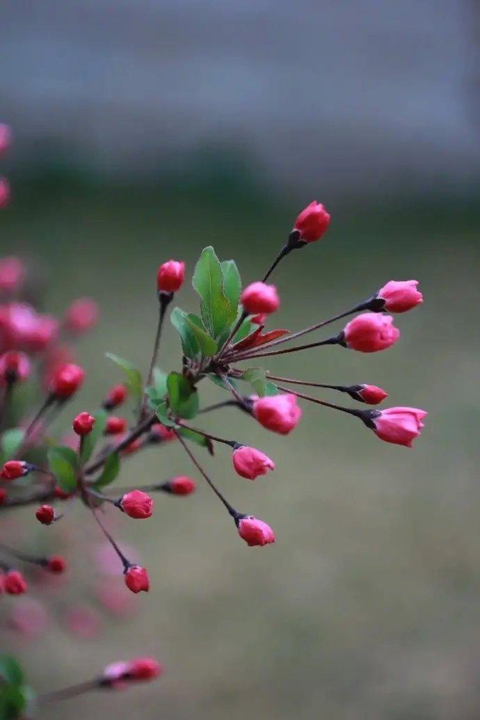 迟迟春日弄轻柔,花径暗香流.