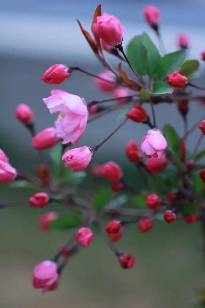 迟迟春日弄轻柔,花径暗香流.