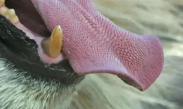 黑熊|熊瞎子|舌头_新浪新闻