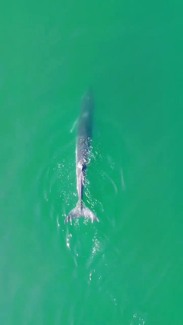 喜欢深圳海域的布氏鲸来了就是深圳鲸