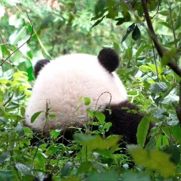 我们和花看起来很好rua的后脑勺 能不能给ee摸摸头
