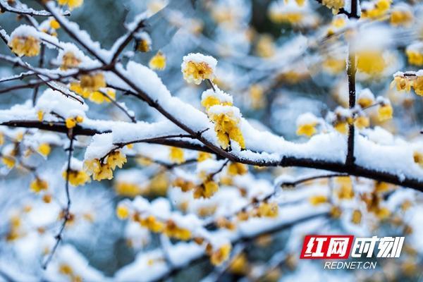 冬日邵阳雪中的腊梅