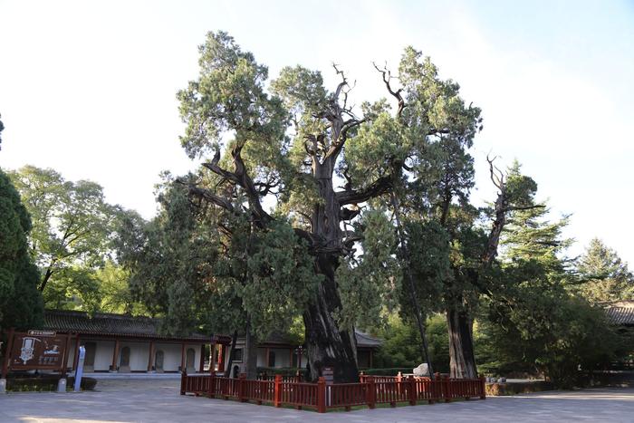 位于陕西省中部黄陵县轩辕庙院内的黄帝手植柏。国家林草局供图