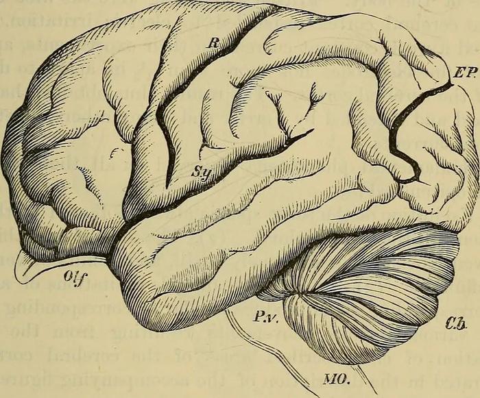 擺脫自由意志:一種神經科學的視角|哲學_新浪新聞