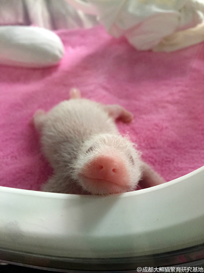 大熊猫的幼崽。图/@成都大熊猫繁育研究基地