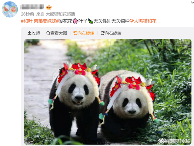 网友:花花知道自己的弟弟变妹妹了吗?|大熊猫_新浪新闻