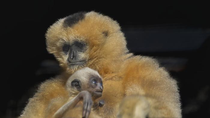 廣州動物園時隔18年再次繁殖北白頰長臂猿