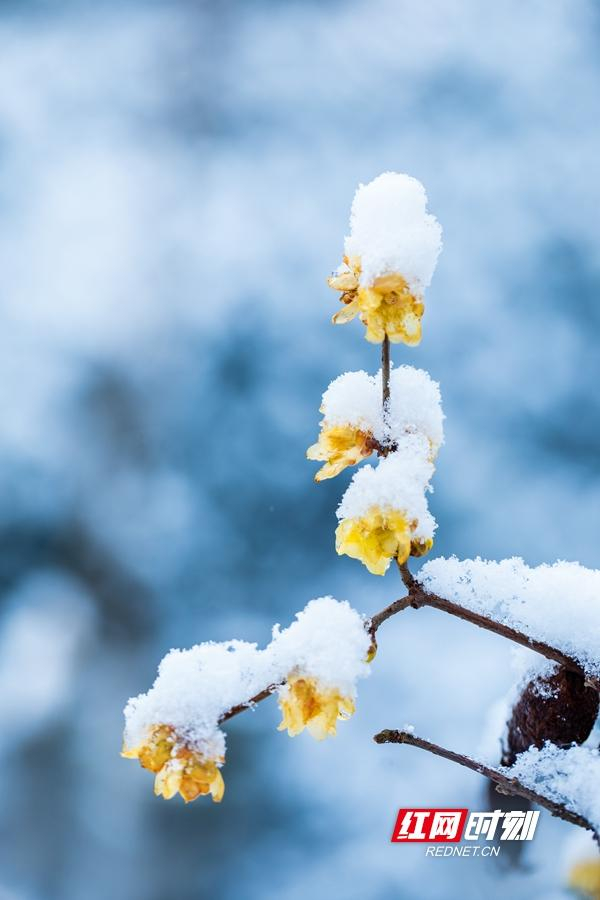 冬日邵阳雪中的腊梅
