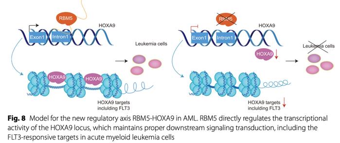 徐鵬/李春亮教授:rbm5調控急性髓系白血病發生和細胞