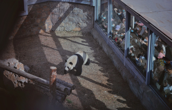 2023年3月16日，北京动物园，大熊猫“萌兰”的兽舍前围了很多游客。  新京报记者 薛珺 摄