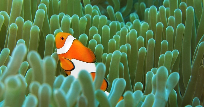 当地时间2012年12月16日，印尼巴厘岛，水中游曳的小丑鱼。图/IC