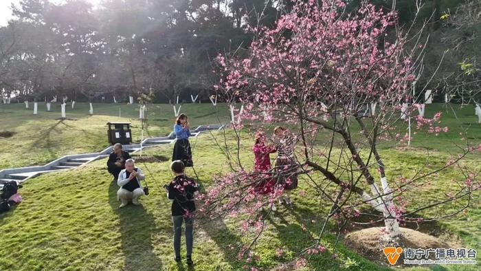 櫻花樹已經綻放山坡上,步道邊記者走進石門公園看到南寧市石門公園的