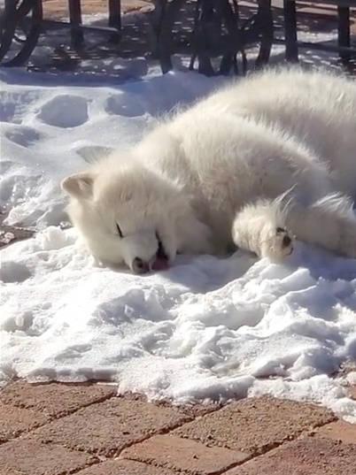 躺在雪堆上吃著雪的薩摩耶小狗的快樂就是這樣簡單樸實