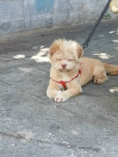 困到睁不开眼的潦草小狗