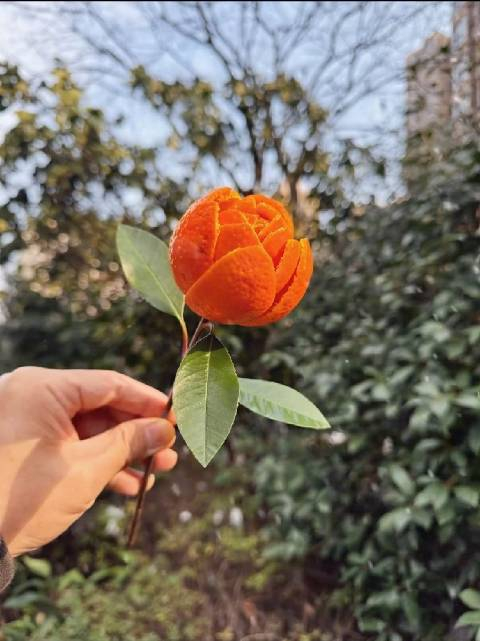 错过了雪玫瑰没关系还可以试试这个砂糖橘玫瑰哦