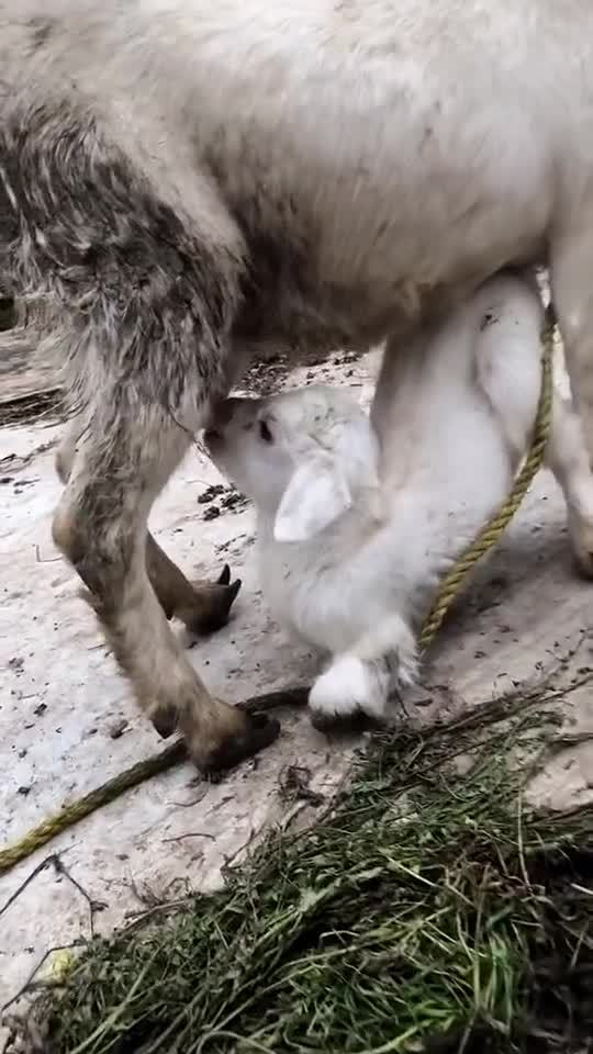 羊有跪乳之恩鸦有反哺之义