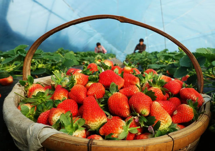国内草莓产地，主要分布在东部和北部。（图/视觉中国）