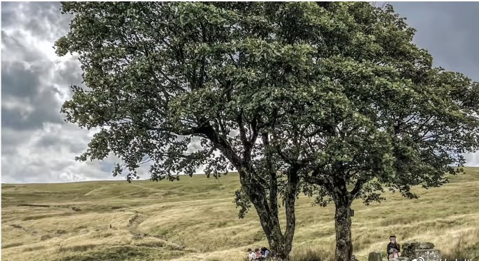 哈沃斯荒原上以凯瑟琳与希思克利夫命名的两棵树