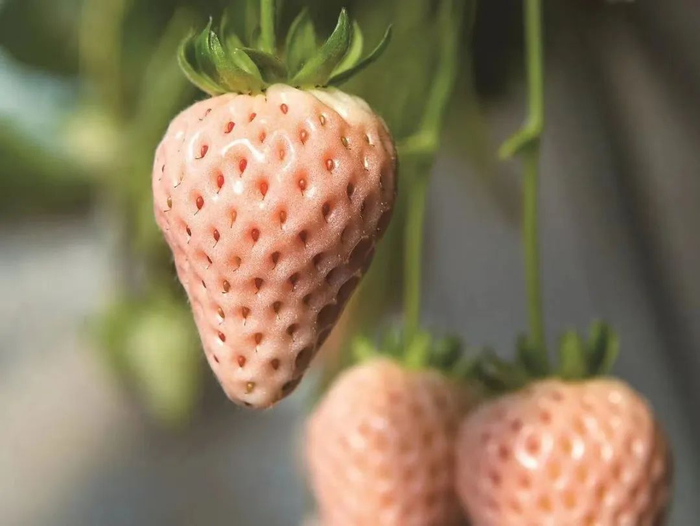 淡雪草莓和红颜草莓也是日本引进的品种，国内缺乏知名度较高的草莓品种。（图/unsplash）