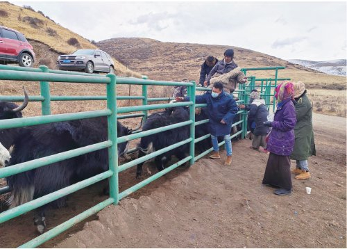　　2023年12月，红原县邛溪镇达格龙村的牧民在给牦牛打耳标、上保险。　东梅　摄
