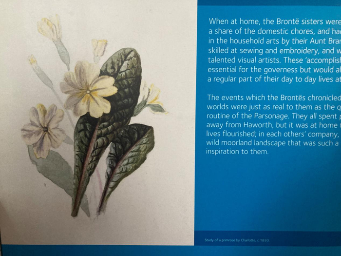 夏洛蒂画的樱草花水彩画