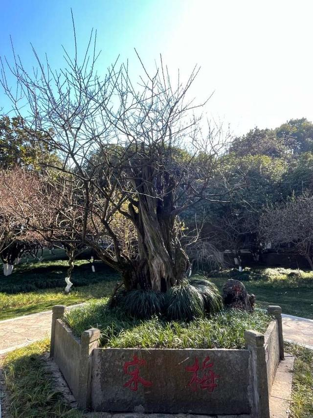 唐梅宋梅含苞待放 杭州超山万棵梅树迎春