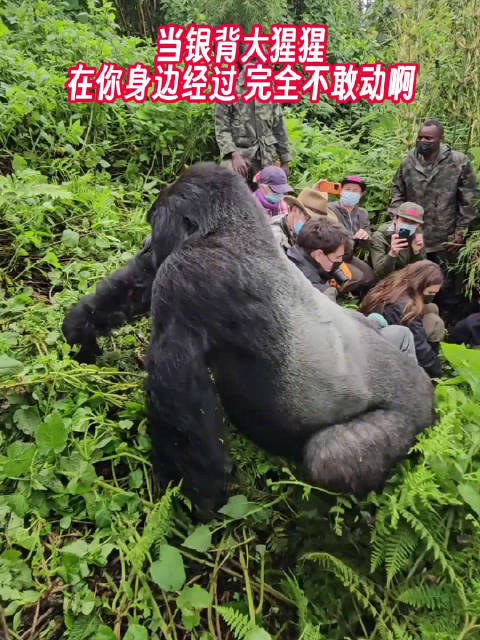 当一只"靓仔"银背大猩猩在你身旁经过时