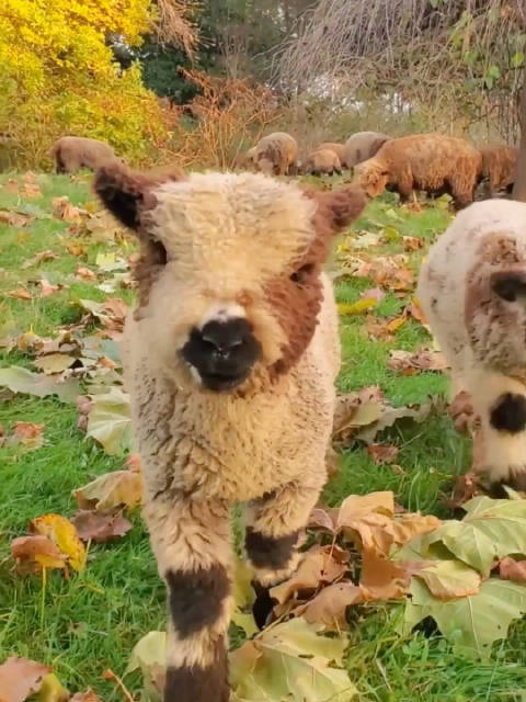 原产于英国的娃娃南丘羊babydollsouthdownsheep