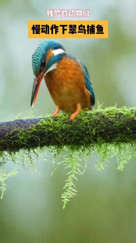 翠鸟捕鱼的全过程