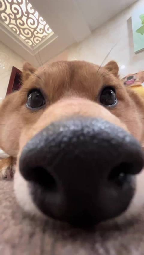 发呆中的柴犬傻狗柴