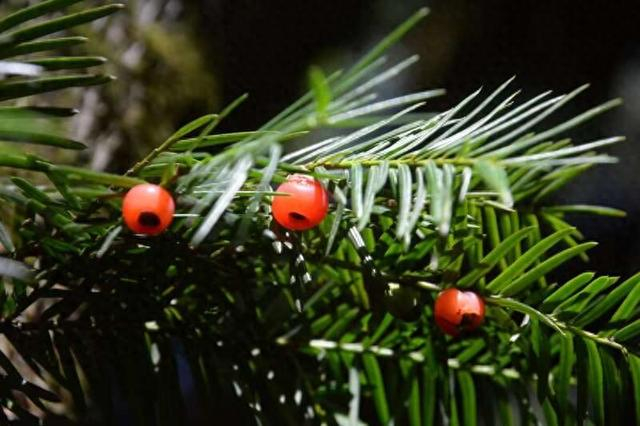 图为红豆杉。中国农业科学院深圳农业基因组研究所供图