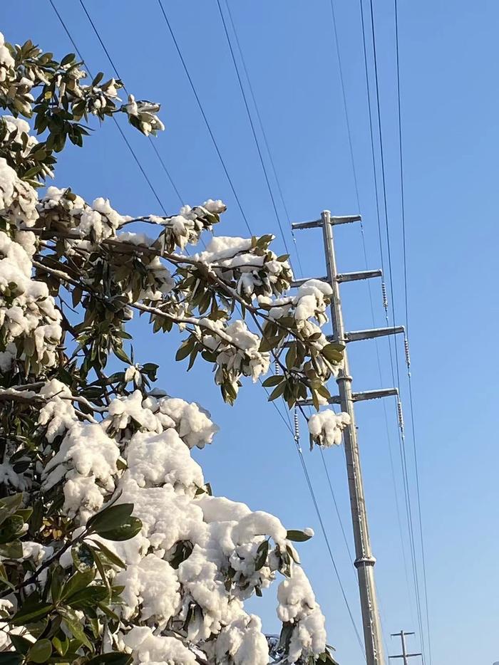 1月25日，天外转晴，未栀拍的树上的积雪。