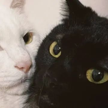 一份极具故事感的猫猫情头|猫_新浪新闻