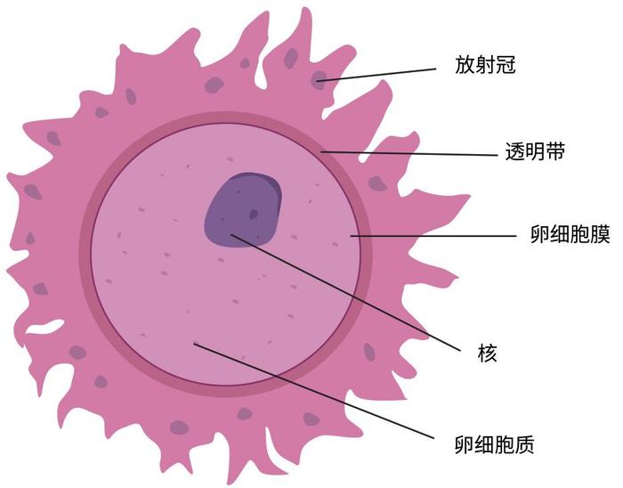 許多動物的排洩跟交配都在一個器官,人類卻不是,原因?