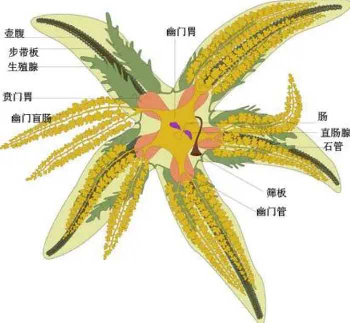 泄殖腔|器官|生殖_新浪新闻