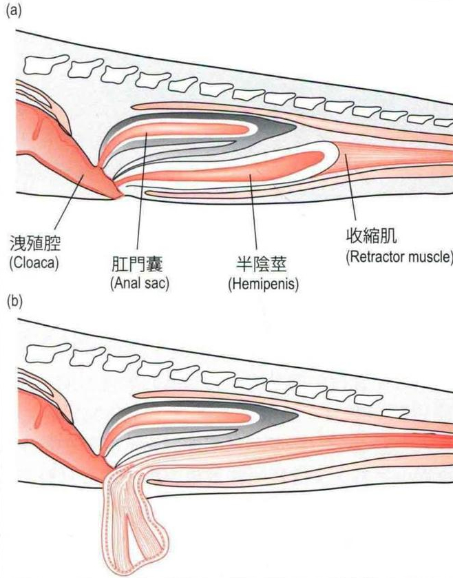 泄殖腔|器官|生殖_新浪新闻