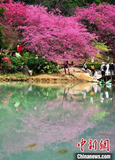 图为福州森林公园樱花盛开,景如画.