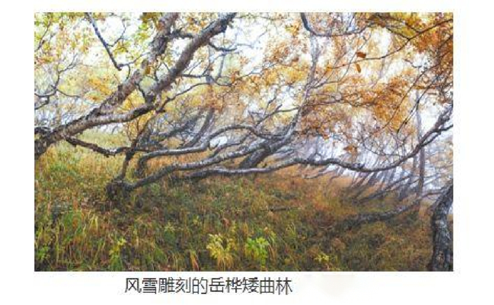 【地理专题】高考复习植被讲什么?高考地理中几种特殊的树
