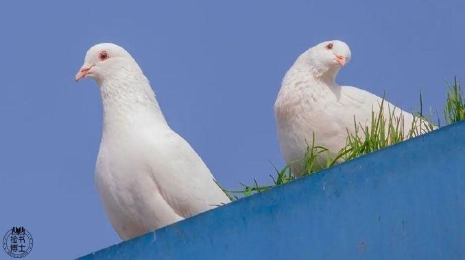 壁紙 動物 鴿 鴿子 鳥 鳥類 678_380