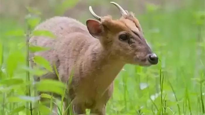 (圖片來源於網絡)黑麂:為中國特有種類,是國家級保護動物.