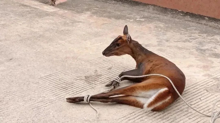 野生麂子进村来众人帮助归山去