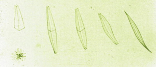 列文虎克1678年观察到的磷酸精胺晶体。图片来源：【1】