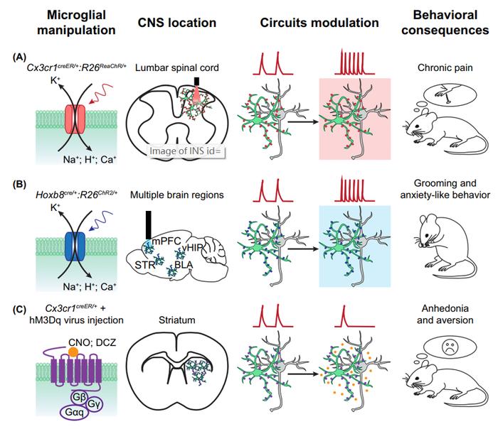 figure 3 小膠質細胞操作對神經迴路和行為的影響總結在健康的大腦中