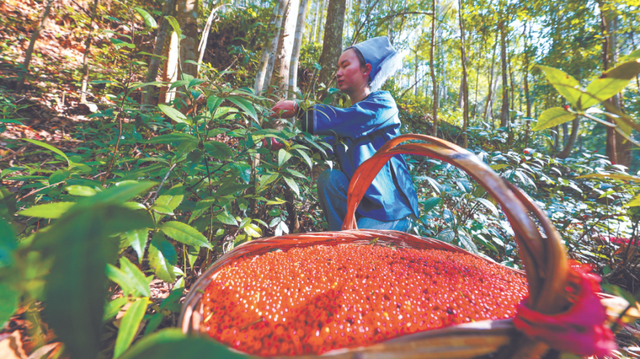 黔东南州榕江县草珊瑚种植基地 （周光胜 摄）
