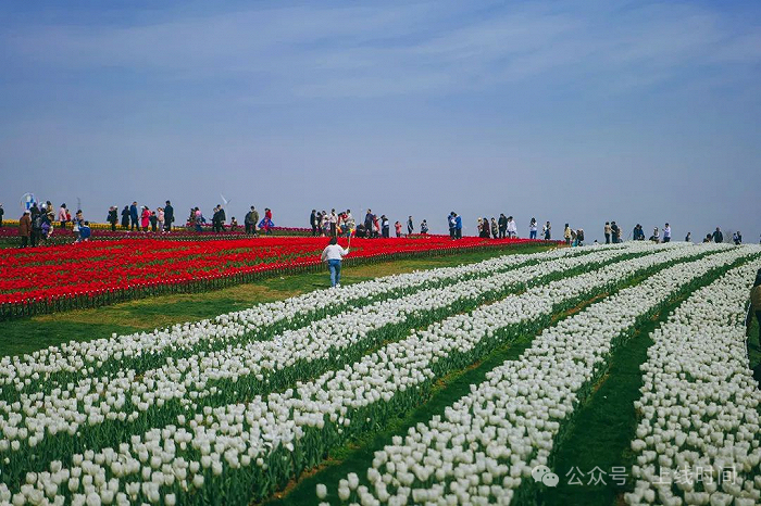 三瓜公社停滞前，郁金香高地已成为网红打卡地。受访者供图