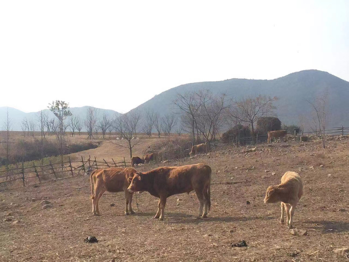 改造前的半汤村。受访者供图