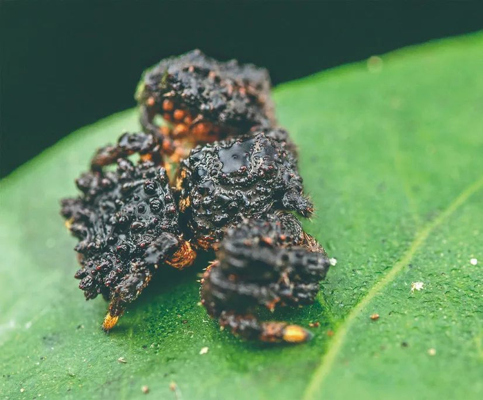 蜘蛛家族也有许多装屎高手.