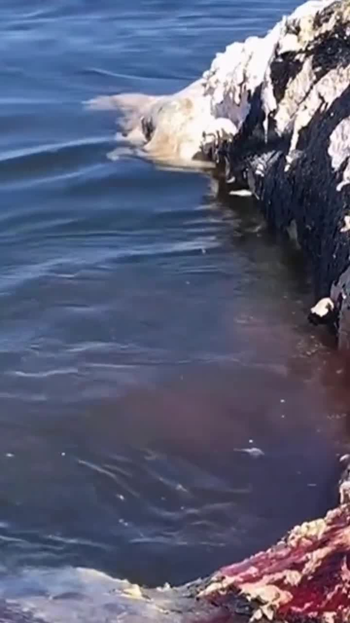 鲨鱼吃腐肉想象不到的腥臭味